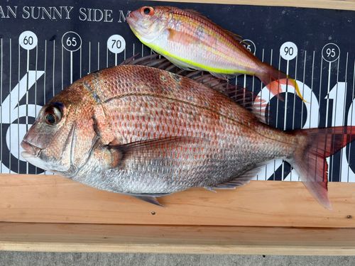 マダイの釣果