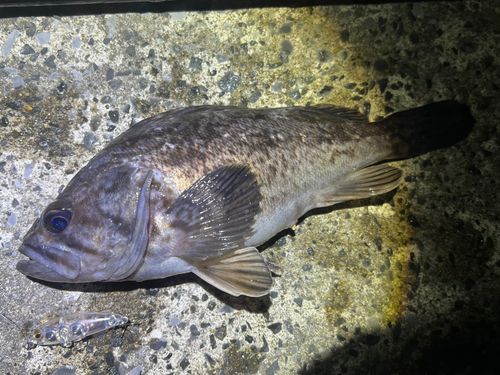 クロソイの釣果