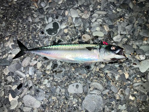 サバの釣果