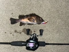 シロメバルの釣果