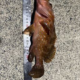 アコウ
