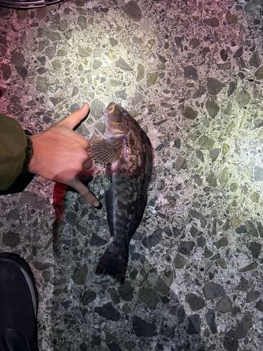 アイナメの釣果