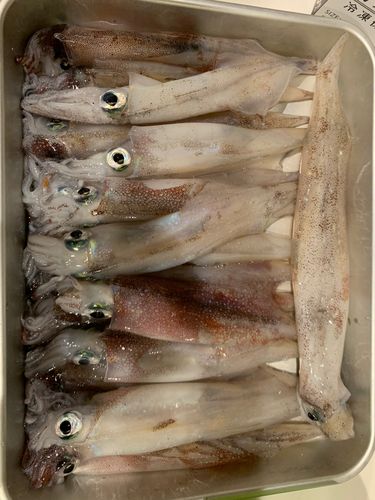 ヤリイカの釣果