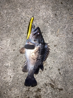 クロソイの釣果