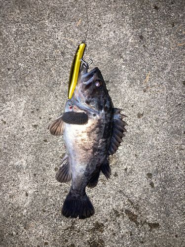 クロソイの釣果