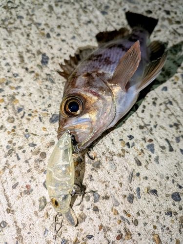 メバルの釣果