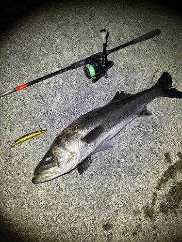 シーバスの釣果