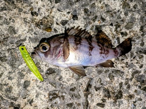 メバルの釣果