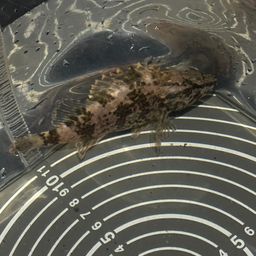 タケノコメバル