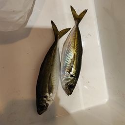 アジ