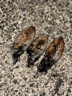 コウイカの釣果