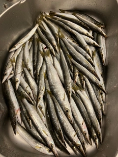 カマスの釣果