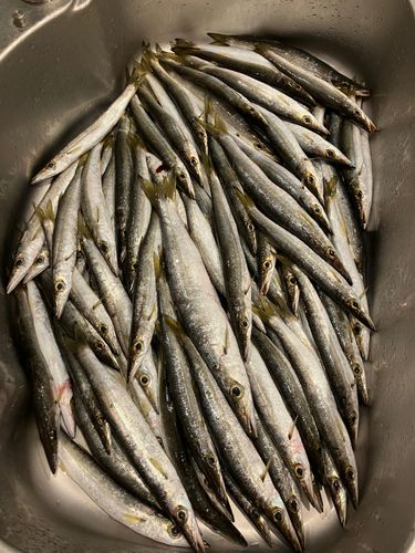 カマスの釣果