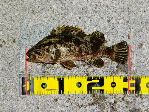 タケノコメバルの釣果