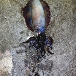 アオリイカ