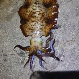 アオリイカ