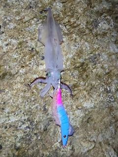 ヤリイカの釣果
