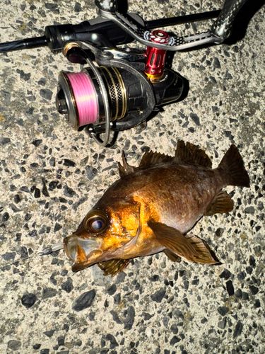 アカメバルの釣果
