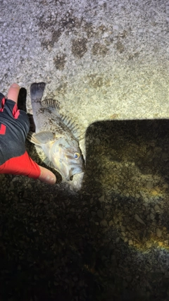 ソイの釣果