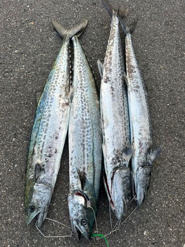 サワラ