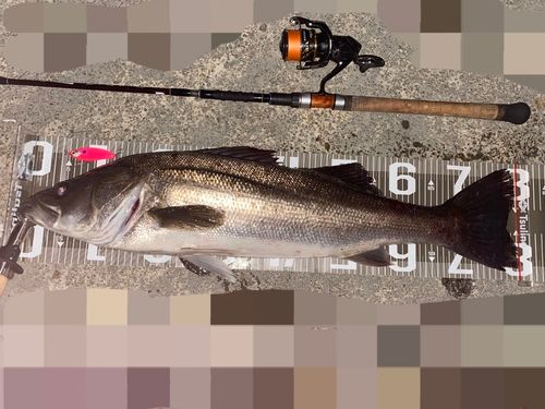 シーバスの釣果