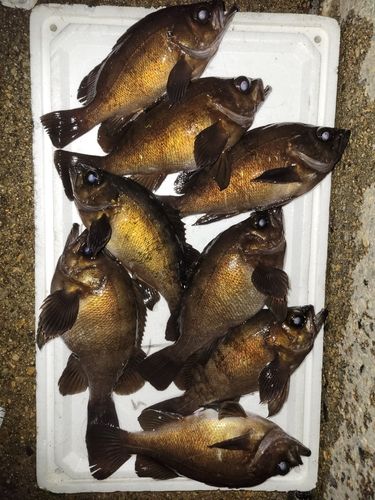 メバルの釣果