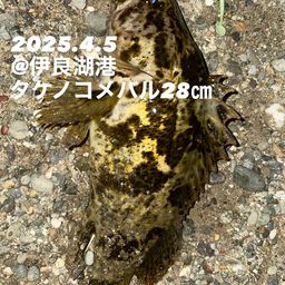 タケノコメバル