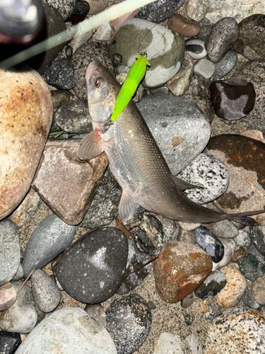 ウグイの釣果
