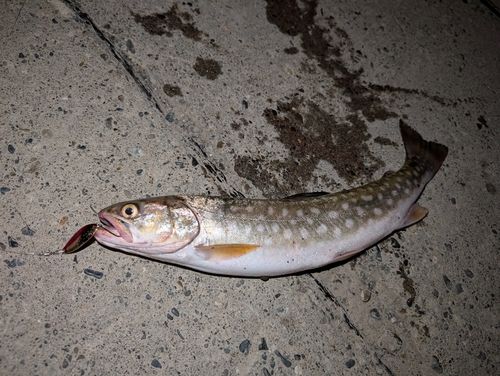アメマスの釣果