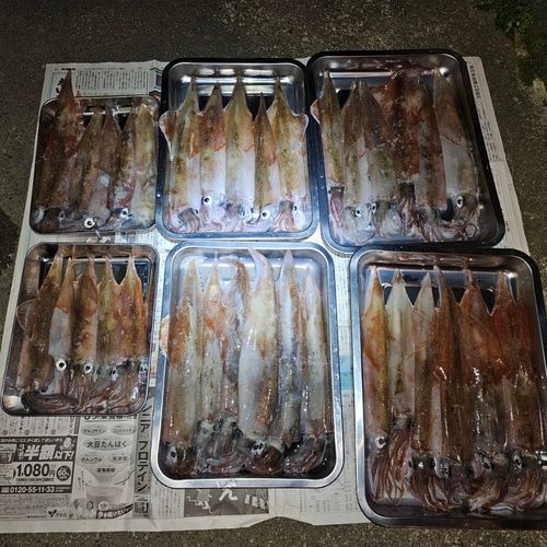 ヤリイカの釣果