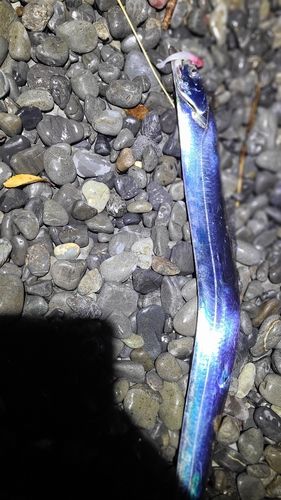 タチウオの釣果