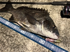 クロダイの釣果
