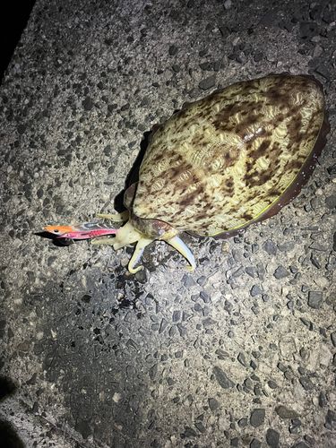コウイカの釣果