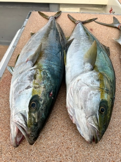 ヒラマサの釣果