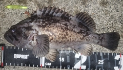 クロソイの釣果