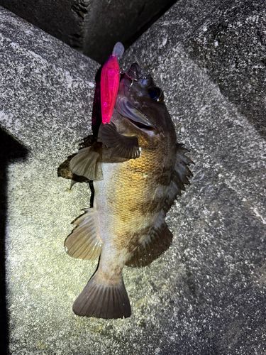 メバルの釣果