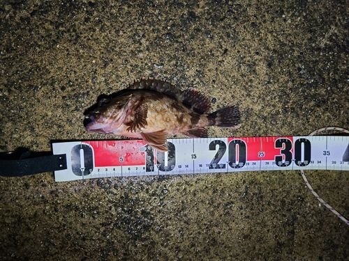 カサゴの釣果