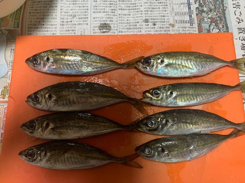 アジの釣果