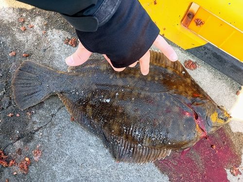 クロガシラガレイの釣果