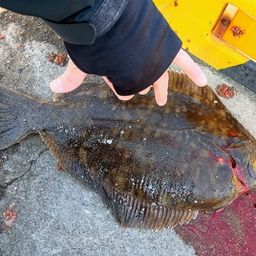 クロガシラガレイ