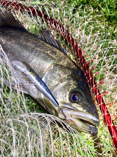 フッコ（マルスズキ）の釣果