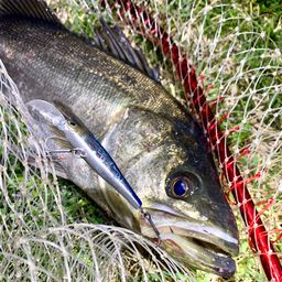 フッコ（マルスズキ）