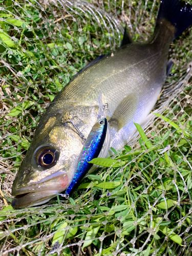 フッコ（マルスズキ）の釣果