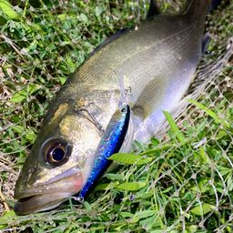 フッコ（マルスズキ）