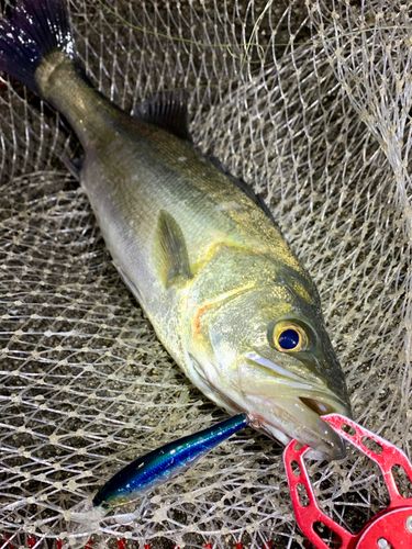 フッコ（マルスズキ）の釣果