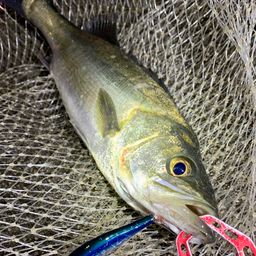 フッコ（マルスズキ）