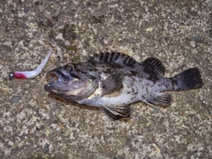ソイの釣果