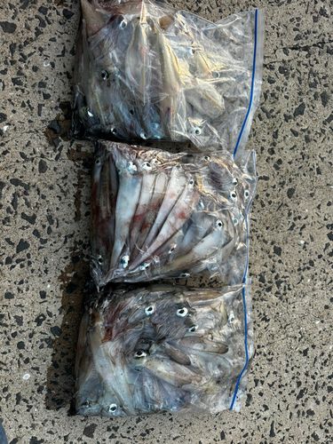 ササイカの釣果