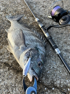 クロダイの釣果