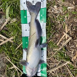 アメリカナマズ